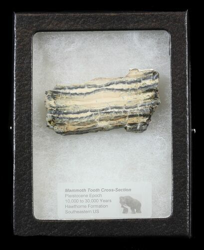 Mammoth Molar Slice - South Carolina #44084